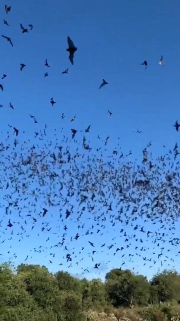 bat army #shorts #bat #pets смотреть онлайн
