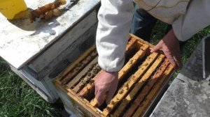 апрель. ВОЩИНОЙ а не СУШЬЮ расширяю пчелиное гнездо