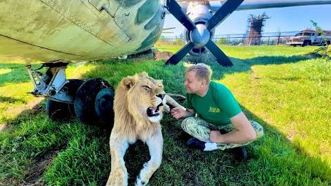 Олег Зубков может отдыхает от работы в окружении своих львов под крылом самолета смотреть онлайн