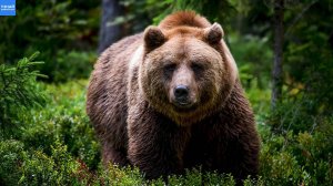 Бурый Медведь – кого боится Хозяин Тайги?