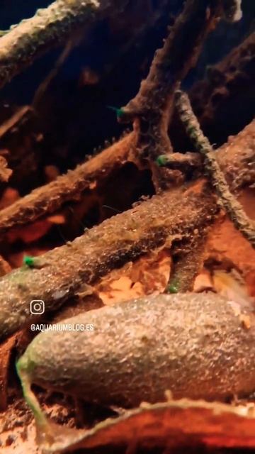 🔥💧Apistogramma panduro defending their territory 💧🔥 смотреть онлайн