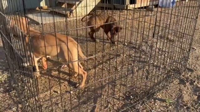 MANNY PACQUIAO ❌ HILLARY CLINTON PUPS AVAILABLE | APBT SORRELLS ? BARRACUDA ? BUCK REAL GAME DOGS смотреть онлайн
