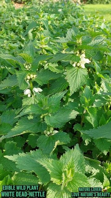 Edible Wild Plants, (White Dead-nettle/Lamium album) Love nature's ~Love nature's beauty ~ смотреть онлайн