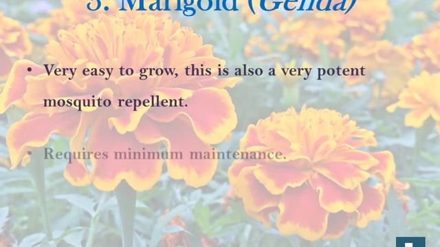 5 Plants to Keep Mosquitoes Away | 1mg смотреть онлайн