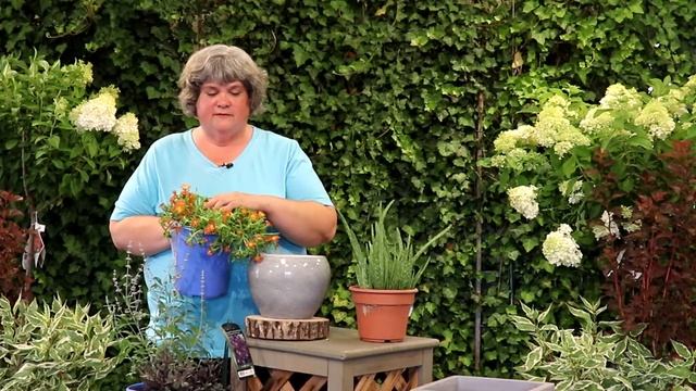 3 Perennials for hot summers to add to your garden смотреть онлайн