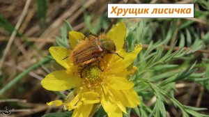 Мохнатый жук - Хрущик-лисичка (самка). Похож на шмеля, важный опылитель