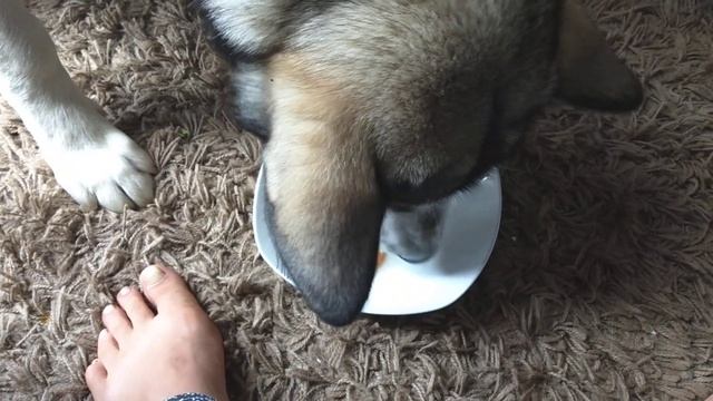 Маламут лакомиться яйцом😋 смотреть онлайн