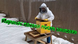 Профессор Кашковский: Как перенести пасеку после зимовки на другое место?