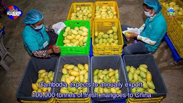 Fresh Mango, the Second Fruit Product Officially Exported to China смотреть онлайн