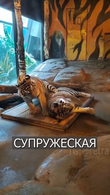 Кто главный: Тигрица столкнула ТИГРА с кровати смотреть онлайн