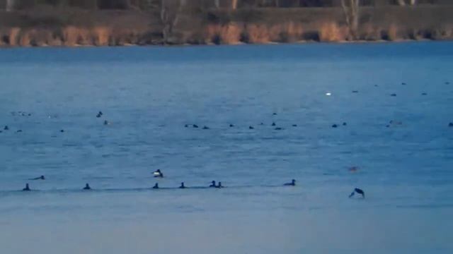 Velvet Scoter - Melanitta fusca, Bratislava 6.1.2014 смотреть онлайн