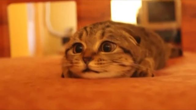 Кот боится ужастиков смотреть онлайн