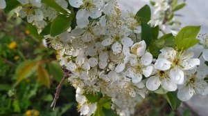 Сливово-Вишнёвый Гибрид Мэйнор и не только