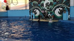 Сочинский дельфинарий ч 7