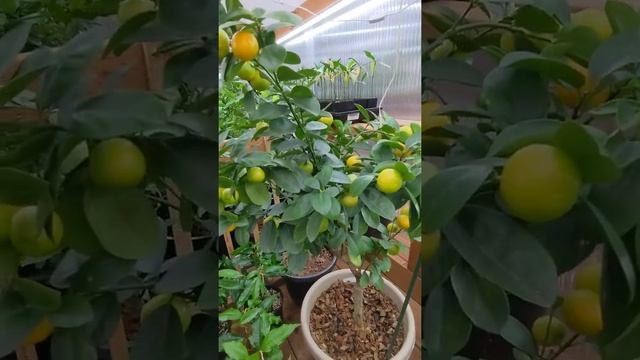 Marumi Kumquat - preparing to fruit. смотреть онлайн