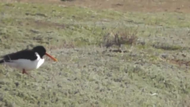 ВЕЛИКОЛЕПНАЯ ПЯТЁРКА КУЛИКОВ-СОРОК