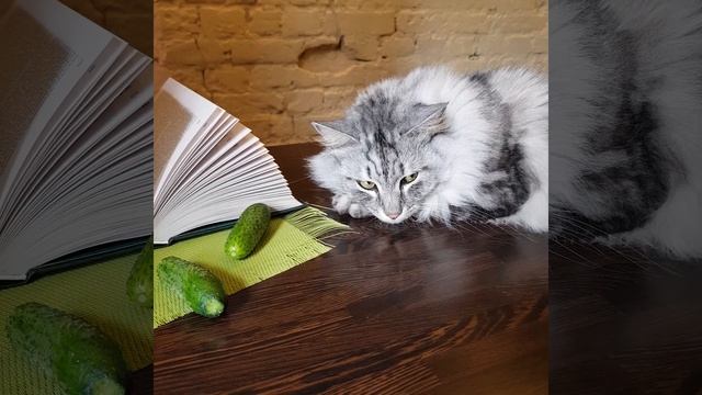 Кот Мейн кун и огурцы смотреть онлайн
