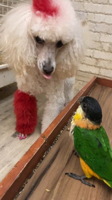 #shorts #funny #funnyvideo #dog Poodle Teri is shocked by the impudence of the parrot part 2 смотреть онлайн