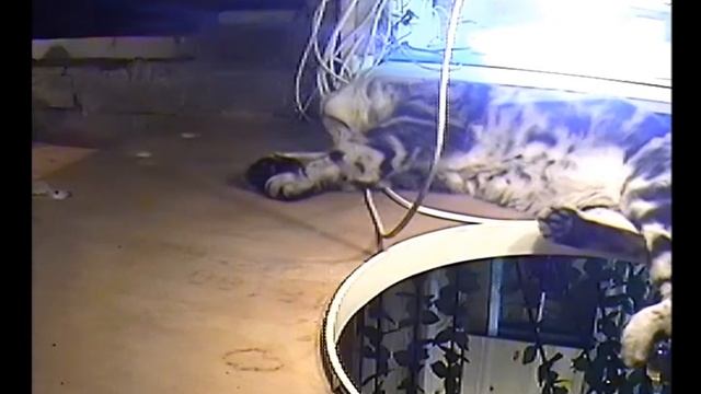 ДЖУНГЛИ ДЛЯ КОТОВ - ЧЕРДАК смотреть онлайн