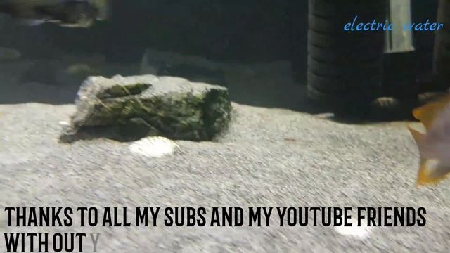 Otopharynx Lithobates | Zimbawe Rock |mixed African  Cichlids