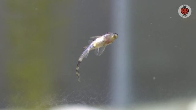 Otocinclus Catfish - Introduction смотреть онлайн