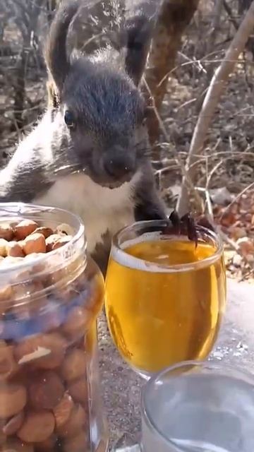 Орехи это конечно хорошо, но пиво лучше смотреть онлайн