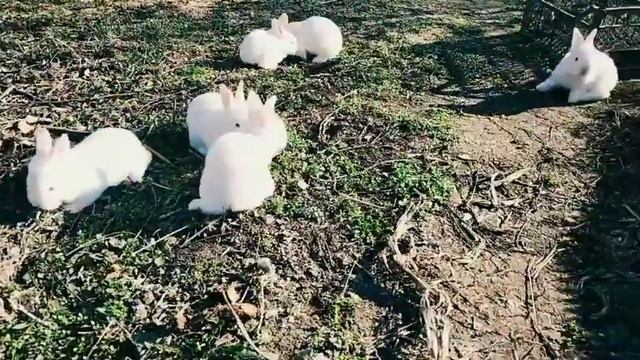Кролики на свободе/ Pretty little rabbits on the loose #2 смотреть онлайн