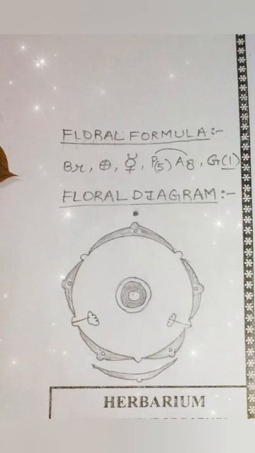 Bougainvillea Glabra [Identification of angiospermic families] #herbarium #flowers#pressed #nature смотреть онлайн