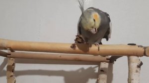Корелла поет