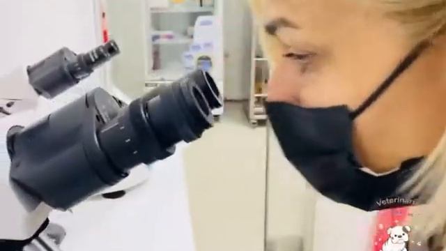 Gatito con Otodectes en el oído, atención Veterinaria Lolita Pet смотреть онлайн