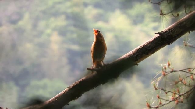 Очковая кустарница, или хвамей (лат. Garrulax Canorus)