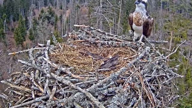 Скопа 2018 04 16. 16 56 смотреть онлайн