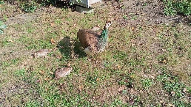 28 декабря 2023 г.(1) смотреть онлайн