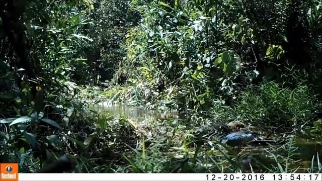 socozinho (Butorides striata) em Projeto Dacnis - Ubatuba/SP смотреть онлайн