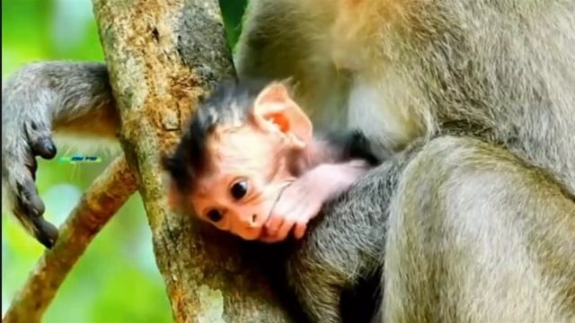 У длинохвостых милое пополнение 1000047560.mp4 смотреть онлайн