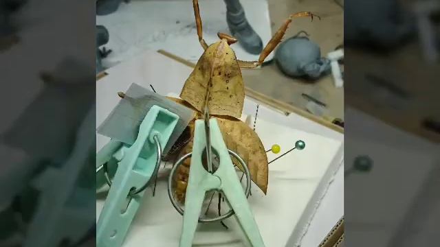Deroplatys truncata specimen／マルムネカレハカマキリ標本作成 смотреть онлайн