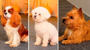 Сюрпризы для питомцев  — Кусь-шоу — Весёлые челленджи