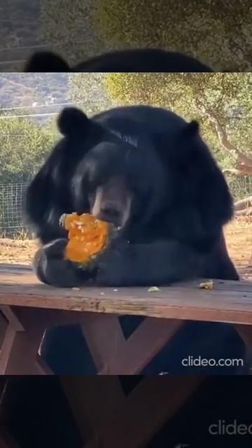 bear eats смотреть онлайн