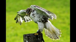 Звук с криком сокола