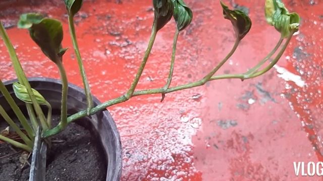 Shangri La Sleeping Pothos Propagation & Care Guide смотреть онлайн