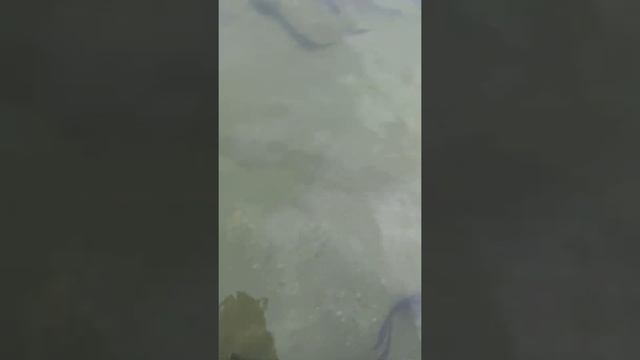 рыба осётр на бассейна чёрный икрю смотреть онлайн