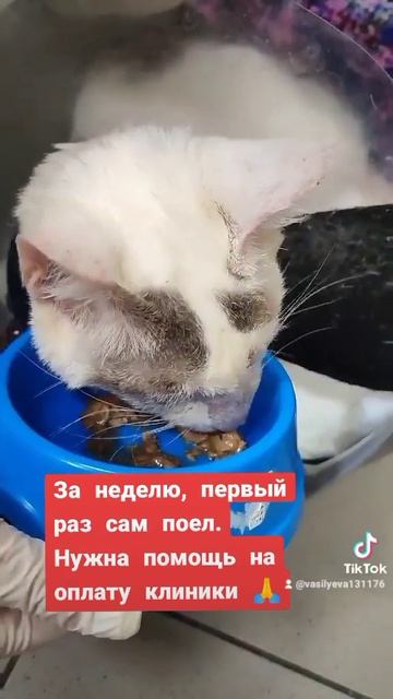 Помощь бездомным животным. Минск #кот смотреть онлайн