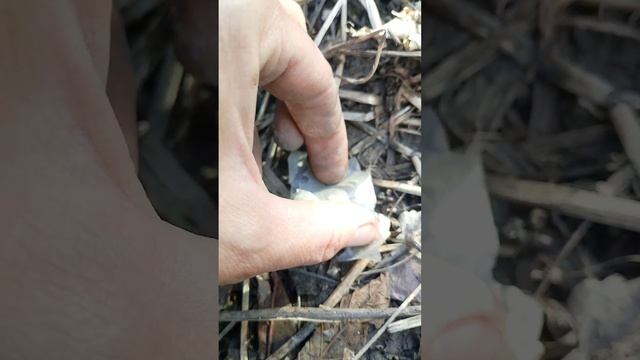 Хрущ майский западный жук 20250422 смотреть онлайн