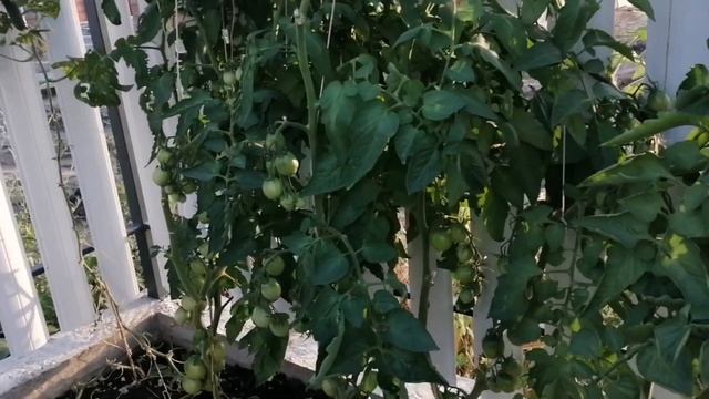 Огородный обзоз. Помидоры растут не только в теплице. смотреть онлайн
