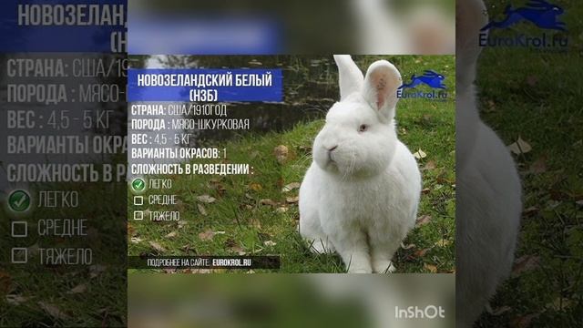 Породы кролика последний часть смотреть онлайн