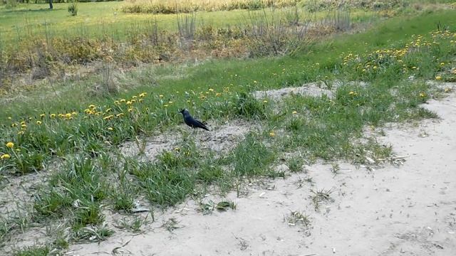 17 06 pt1 Bethesda Terrace Session Sven Karlsson смотреть онлайн