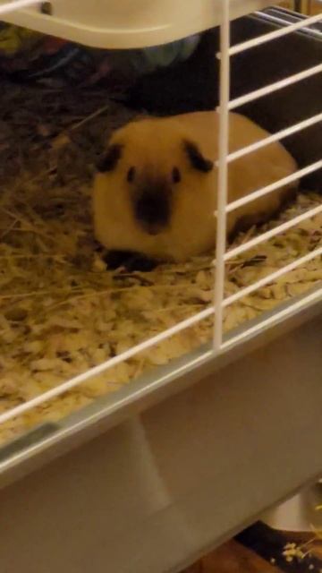 This is my mini capybara. #animals #cute #guineapig #капибара #capybara