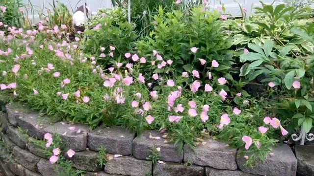 Garden Snippets June 1-7, 2020 смотреть онлайн