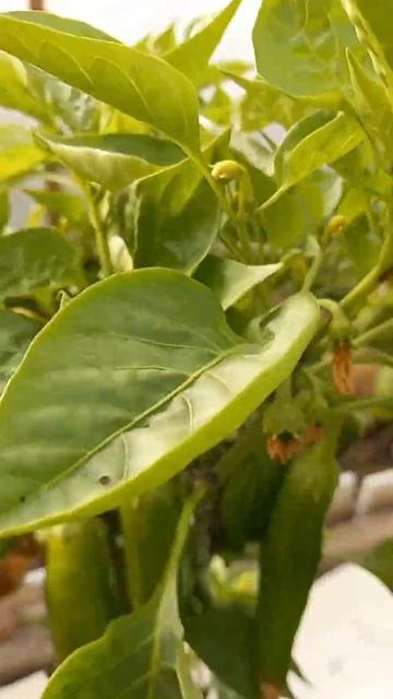 сладкий перец #семена партнёр#..обзор.. смотреть онлайн