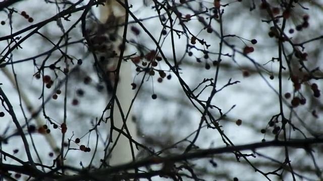 Дятел обедает смотреть онлайн